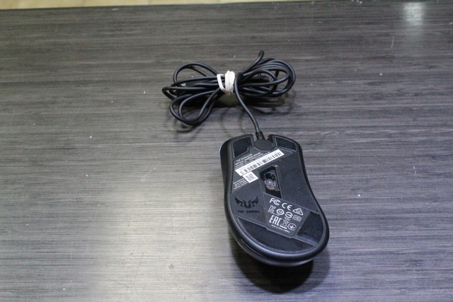 Souris fillaire  - Image 2